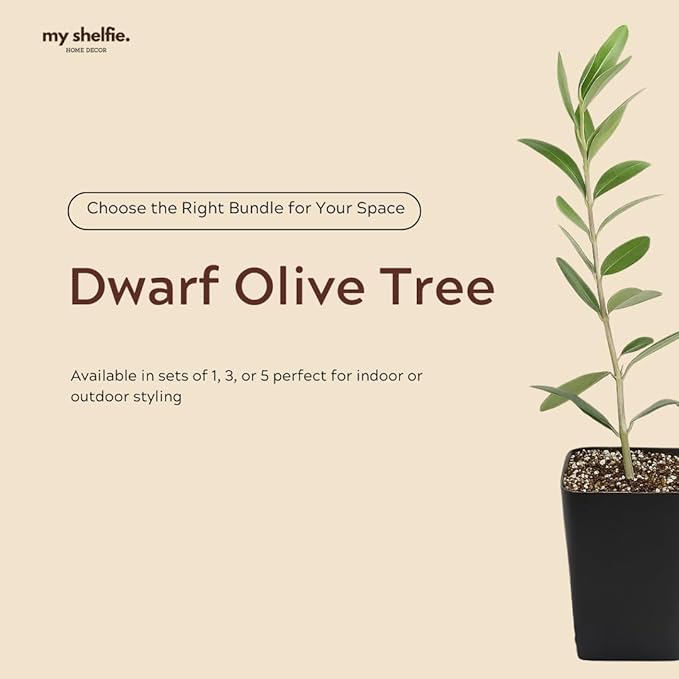 Dwarf Olive Tree Starter Plant, 2 Inch Pot, Indoor Outdoor Bonsai (5)