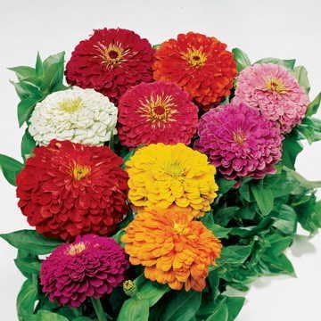 Park Seed Zinnia Flower Planting Seeds, Easy to Grow, Perfect for Spring Garden, Park's Picks Mix, Pack of 50