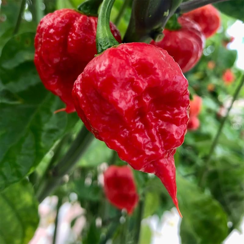 Pack 2 Red Carolina Reaper Pepper Live Plants, Carolina Reaper Plants Live, Carolina Reaper Pepper Plant, Carolina Reaper Seedlings for Growing, 80 Days Old Plants