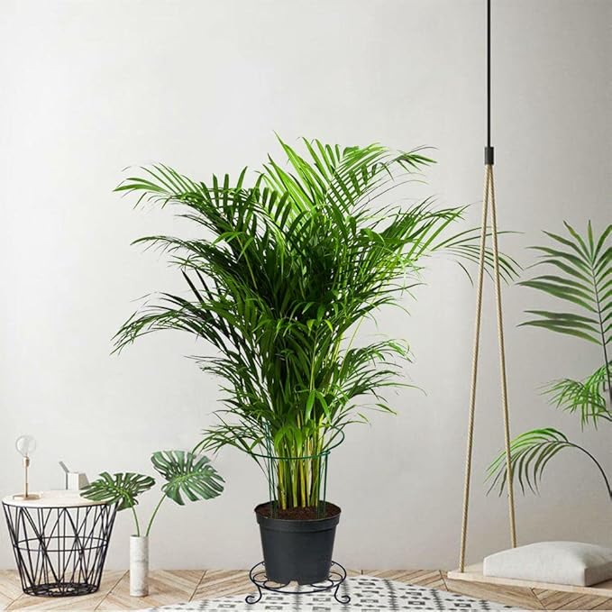 6 Pack 24 Inch High Plant Stake,Garden Plant Support,Half-Round Peony Cage Plant Ring Hoop