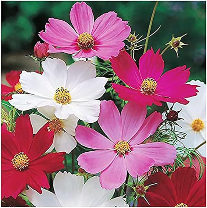 1000 Cosmos Tall Sensation Seeds - Long Blooming Period in All Zones 4-5' Tall