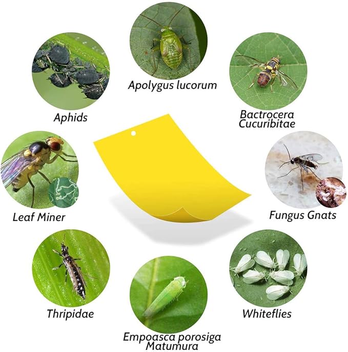 Kensizer 20-Pack Fruit Fly Trap, Yellow Sticky Gnat Traps Killer for Indoor/Outdoor Flying Plant Insect Like Fungus Gnats, Whiteflies, Aphids, Leaf Miners - 6x8 in, Twist Ties Included