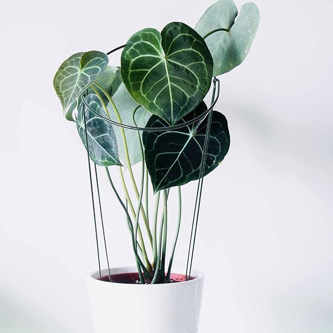 TCBWFY 10 Pack Garden Supports for Plants Metal 10" Wide x 24" High Interlock Half Round Garden Plant Support Ring Border Support Plant Support Ring Cage for Rose Flowers Vine Tomato