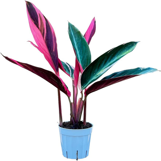 Stromanthe Triostar - Colorful Live Indoor Plant, Calathea Prayer Plant, Air Purifier & Elegant Home Decor, Ideal for Room Decor, Triostar Houseplant