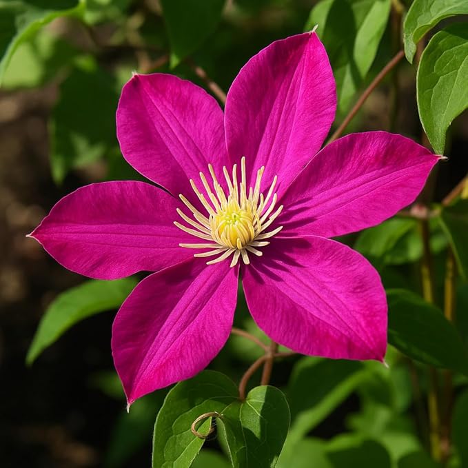 Perennial Farm Clematis 'Pink Champagne' Hybrid – Live Flowering Vine in 4 Quart Container, Large Rose-Pink Blooms with Contrasting Centers, Long Blooming, Ideal for Trellises, Arbors & Containers