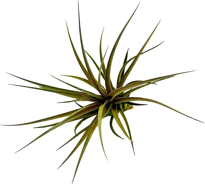 Air Plants - Flowering Tillandsia Stricta Large 5" - 3ct - Live Arrival Guaranteed - House Plants for Home Decor & Gift
