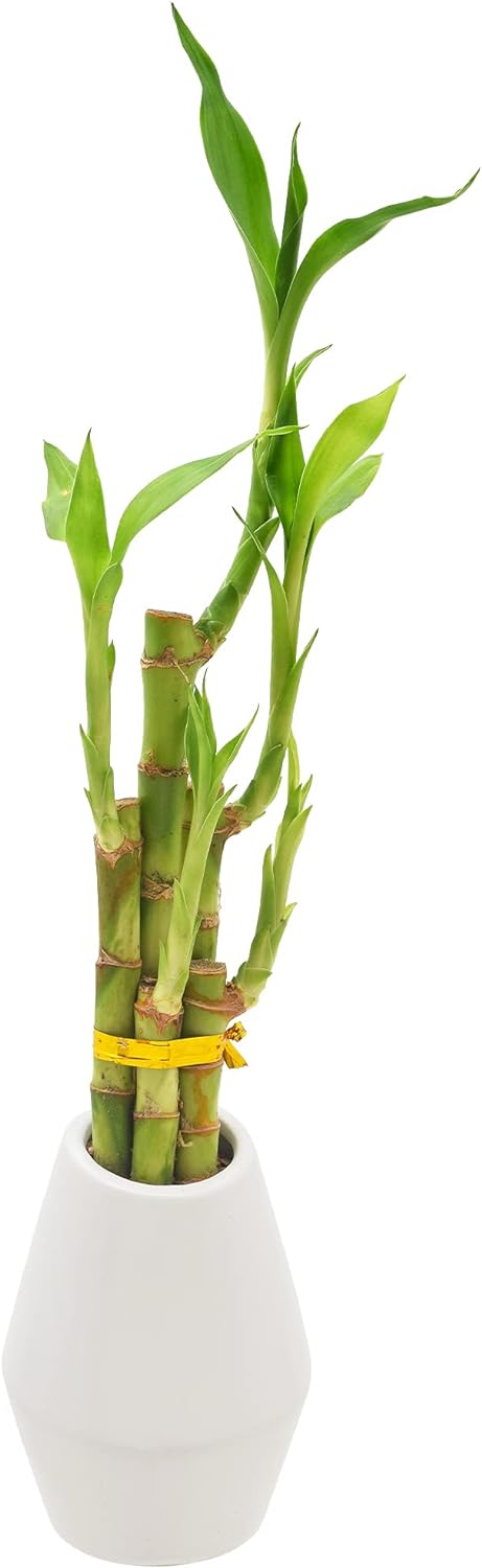 5-Stem Lucky Bamboo, Live Indoor Plant in Dimension II Ceramic Planter for Home, Work, or Gift, White. ***Cannot Ship to Hawaii***