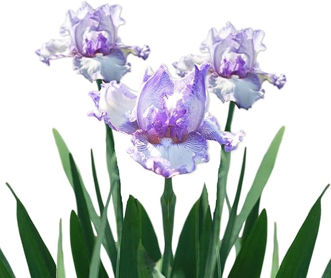 Easy to Grow Bearded Iris Earl of Essex - 9 Plant Bulbs Rhizomes, Light Purple & White Flowers in Spring to Fall, Full Sun Low Maintenance