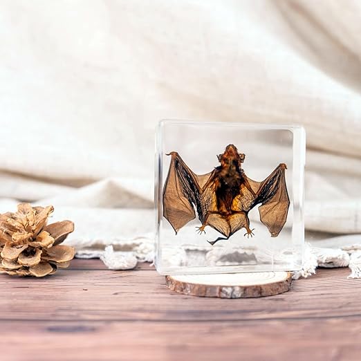 Real Bat Specimens, Resin Animal Specimens, Animal Skulls, Quirks, Biology, for Animal Specimen Enthusiasts, Science Classroom Science Education (Bat 3 x 3 x 1 inch)
