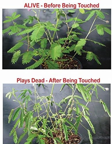 Zombie Plant Greenhouse Grow Kit - Touch It and Watch It Play Dead - Unique Grow Kit to Cultivate a Fun Indoor Plant That Revives in Minutes - Cool Plants and Great for Housewarming Gifts