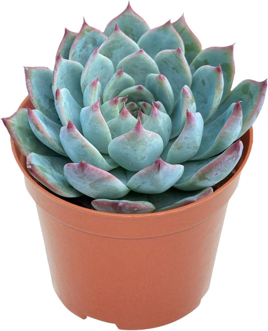 Live Succulent Plants Echeveria 'Chihuahuaensis', Easy Care Potted Succulents, Approx 4" D x 4" H, Indoor Houseplant, Unique Gifts, Home Office Décor
