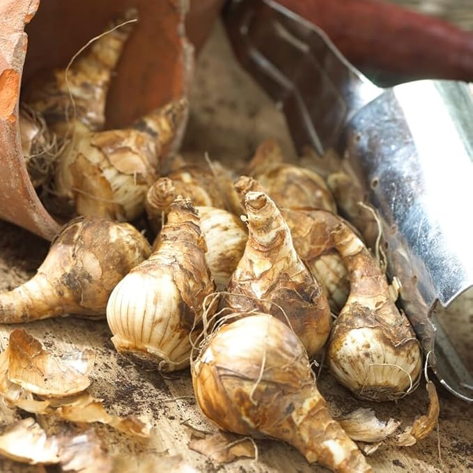 50 Mixed Daffodil Bulbs – Naturalizing Narcissus Variety Pack – Bulk of Spring-Blooming Flowers – Deer Resistant & Cold Hardy – Easy Fall Planting - Plant in Gardens, Borders & Beds - Willard & May