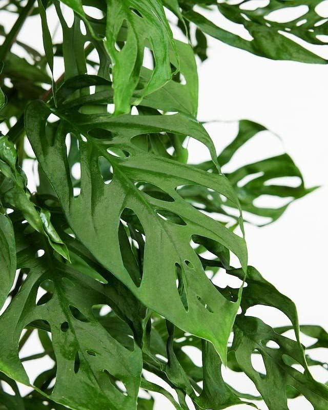 Monstera Adansonii Premium Soil Blend - 20 QT - Promote Aeration, Drainage & Nutrient Retention - (4 Bags of 5 Quart)