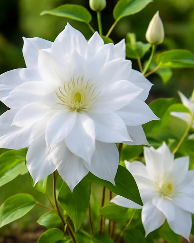 Perennial Farm Clematis 'Duchess of Edinburgh' Hybrid – Live Clematis Vine in 4 Quart Container, Elegant Double White Blooms, Long Blooming, Ideal for Trellises, Arbors & Classic Garden Displays