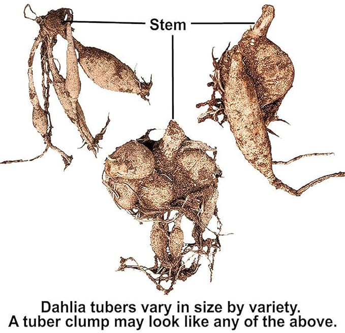 Sweet Miss Nathalie Dahlia - 5 Gallon Size Bare Root Tuber Pink - Beautiful Pink Blooms for Spring Planting 2025 - Large Tuber for Vibrant Garden Displays 5 Gallon Size Bare Root Tuber