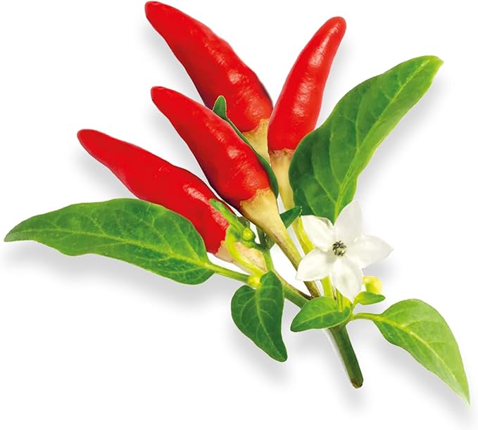 Taquito Pepper - Complete Seed Pod Plugs with Plant Food - 10 Pods for Hydroponic Gardens, Click and Grow, Lettuce Grow and Outdoor Gardens