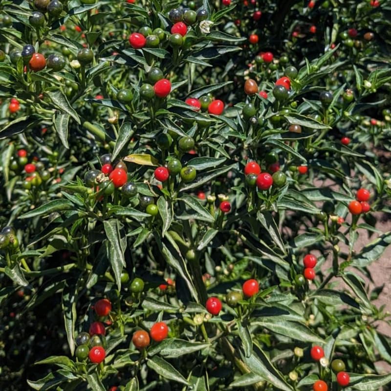 Chiltepin Pepper Plant, 4 Inch Pot, 6-10 Inch Red Hot Pepper Plants Live for Planting Outdoor