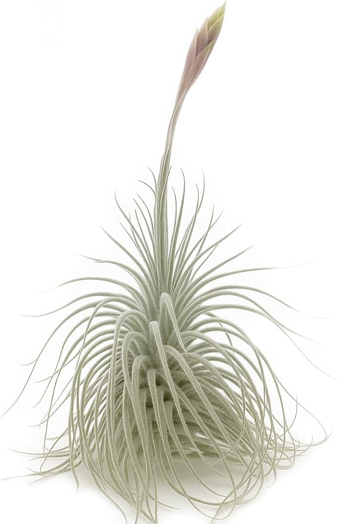 Live air Plant - Tillandsia Tectorum Air Plant 4-6" – 5ct – Unique Shape with Silvery Fuzz – Low Maintenance Houseplant – Perfect for Decor, Terrariums, Gifts - Live Arrival Guaranteed