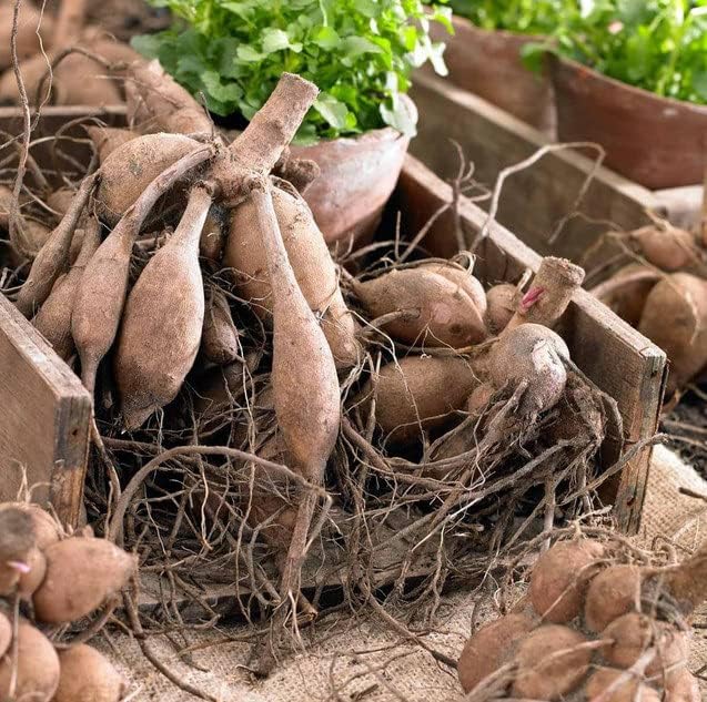 Dahlia Dinnerplate Babylon Red - Dahlia Tubers for Planting, Easy to Grow Dahlia Bulbs, Large Double Blooms Dahlia (2 Pack)