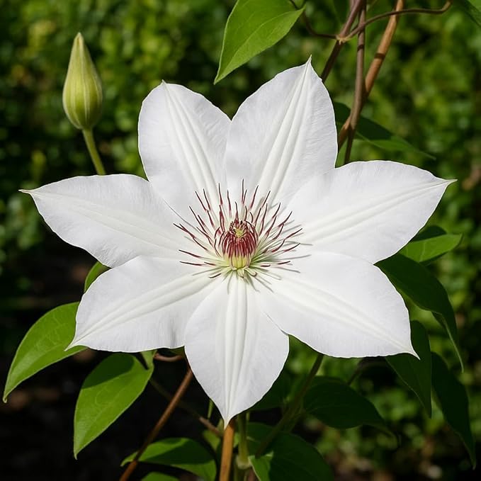 Perennial Farm Clematis 'Henryii' Hybrid – Live Flowering Vine in 4 Quart Container, Large Pure White Blooms with Creamy Centers, Long Blooming, Ideal for Trellises, Arbors & Classic Garden Displays