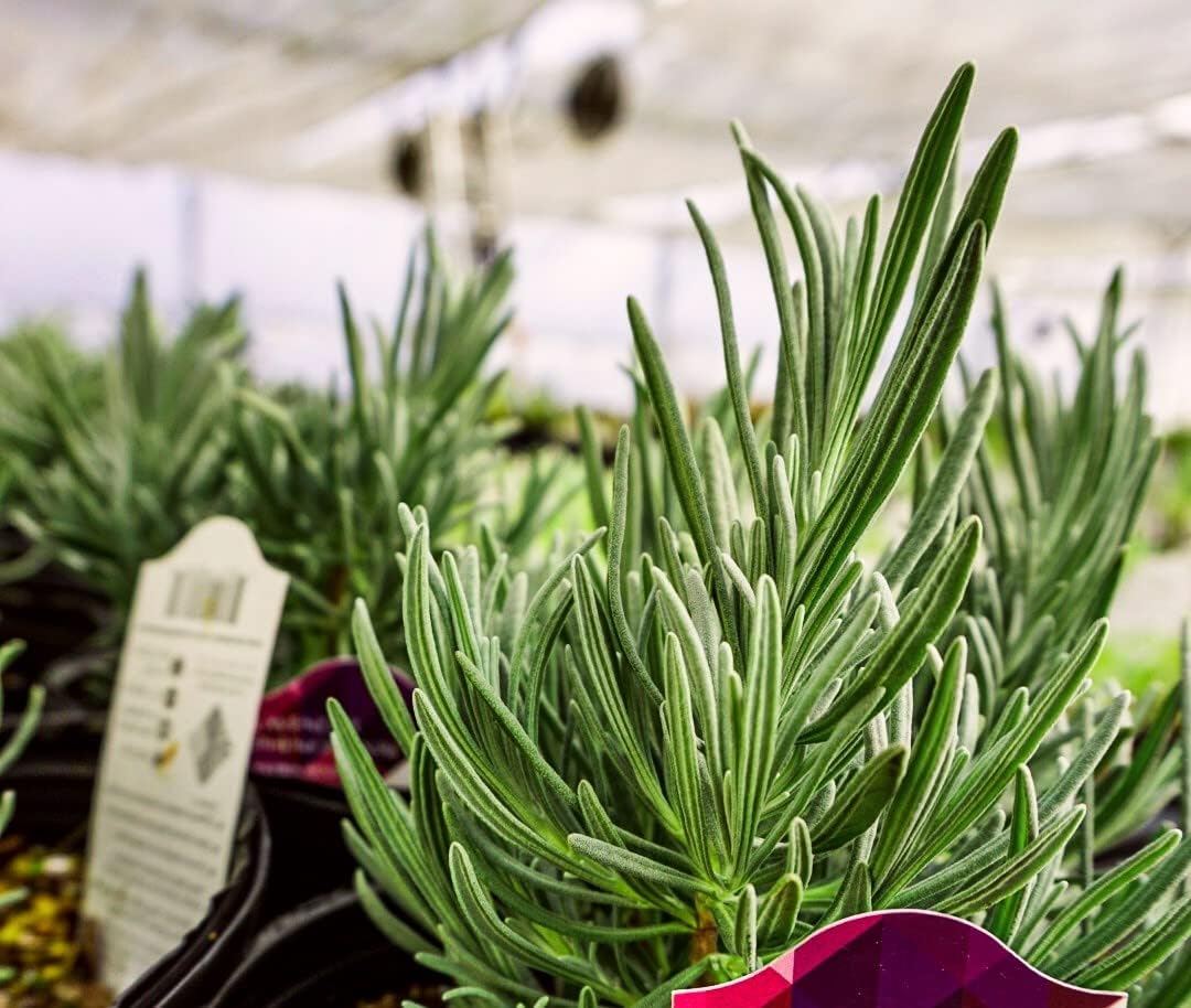 Greenwood Nursery: Live Perennial Plants - Phenomenal Lavender + Lavandula x Intermedia - [Qty: 2X Pint Pots] - (Click for Other Available Plants/Quantities)
