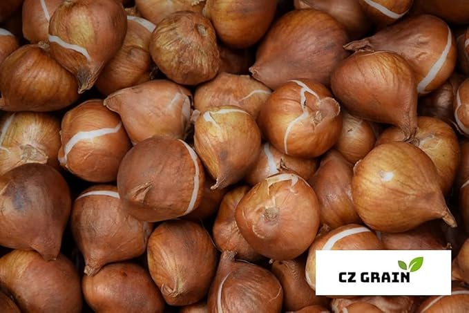 Daffodil Mix Bulbs for Planting - Easy to Grow Perennial Flowers for Garden or Containers (100 Bulbs)