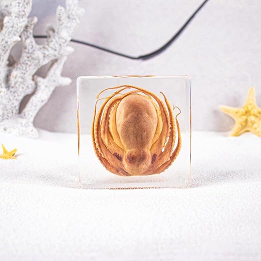 Resin-Encased Octopus Specimen: Authentic Taxidermy for Science Education, Classroom Display & Collectors - Ideal Gift for Biology Enthusiasts, Oddities Collectors & Skull Art Aficionados