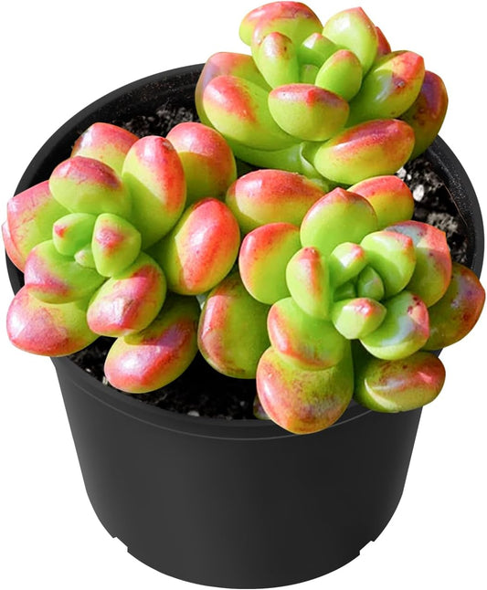 Sprout N Green Sedum lucidum Obesum, Live Succulent Fully Rooted in 2 inch Starter Pot, House Plant for Indoor Outdoor Home Office Wedding Decoration Party Favor