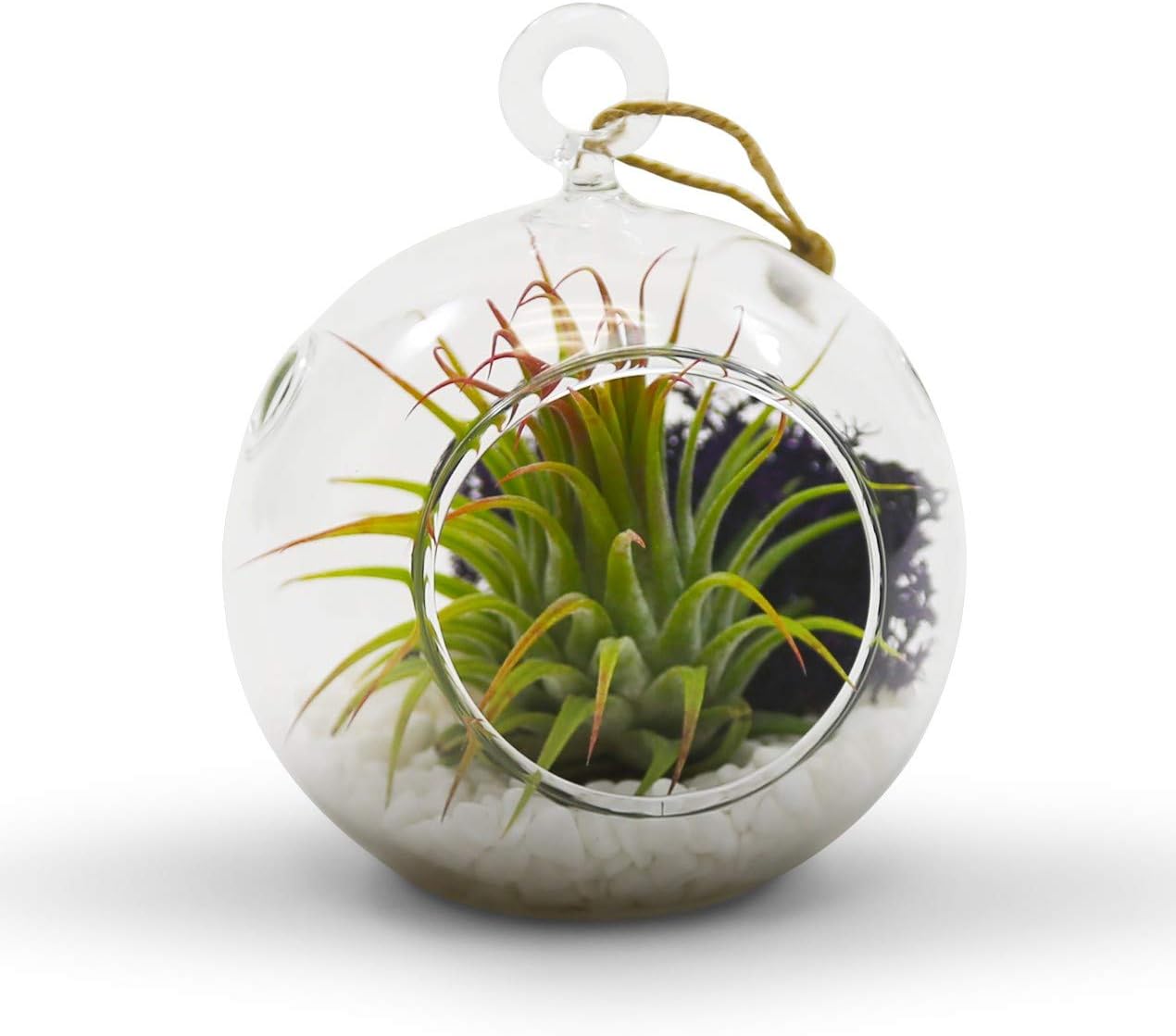 WGV Hanging Terrarium Globe, Width 3", Height 4", DIY Air Succulent Planter, Clear Glass Vase Orb with Flat Bottom, Candle Holder for Windowsill Outdoor Garden Decor, 1 Piece