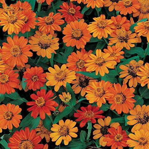 Park Seed Zinnia Flower Planting Seeds, Easy to Grow, Perfect for Spring Garden, Profusion Orange, Pack of 25