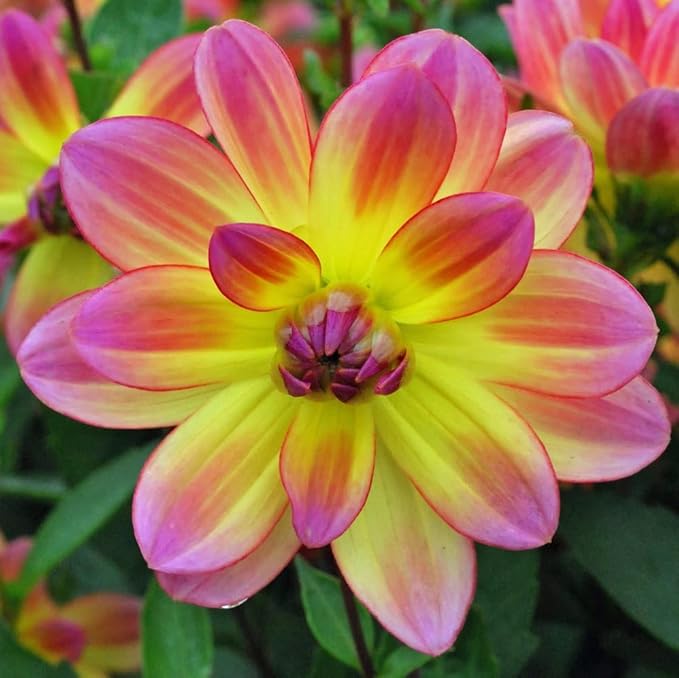 Pacific Ocean Dahlia Roots- Beautiful Flowering Dahlia Bulbs - Long Period Blooming Dahlia Roots - Easy to Grow (6 Pack)