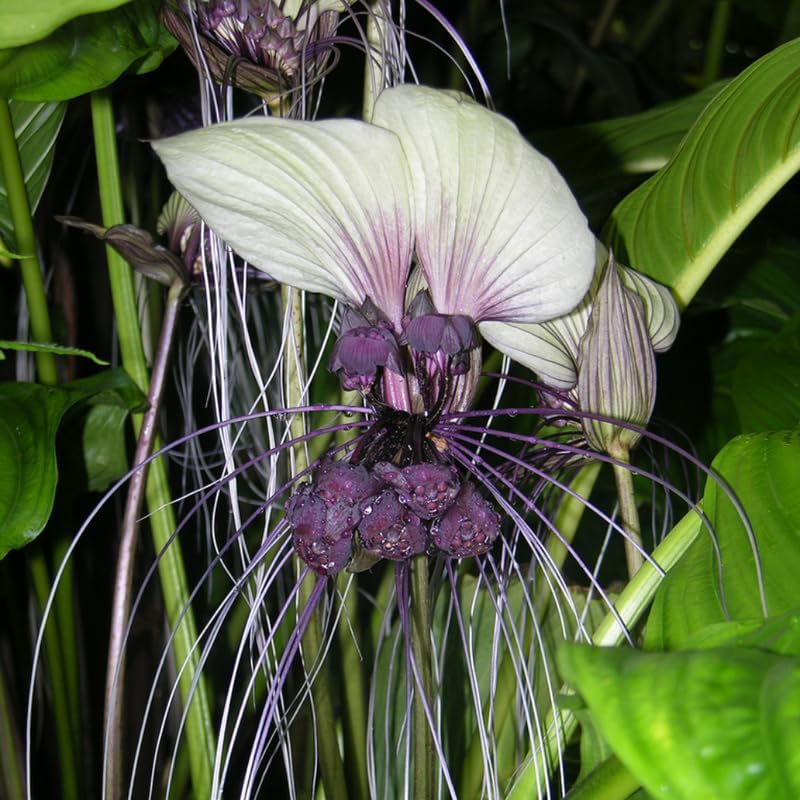 White Tacca Plants Live in 2 Inch Pot, White Bat Flower Well Rooted for Planting Indoor Outdoor, Ornamental Houseplant
