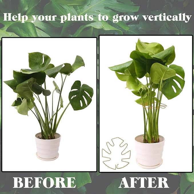 Spiritlele 5 Pcs Gold Plant Stem Support Holder Set Monstera Plant Support Clamp Growth Accessories for Indoor Plants Small