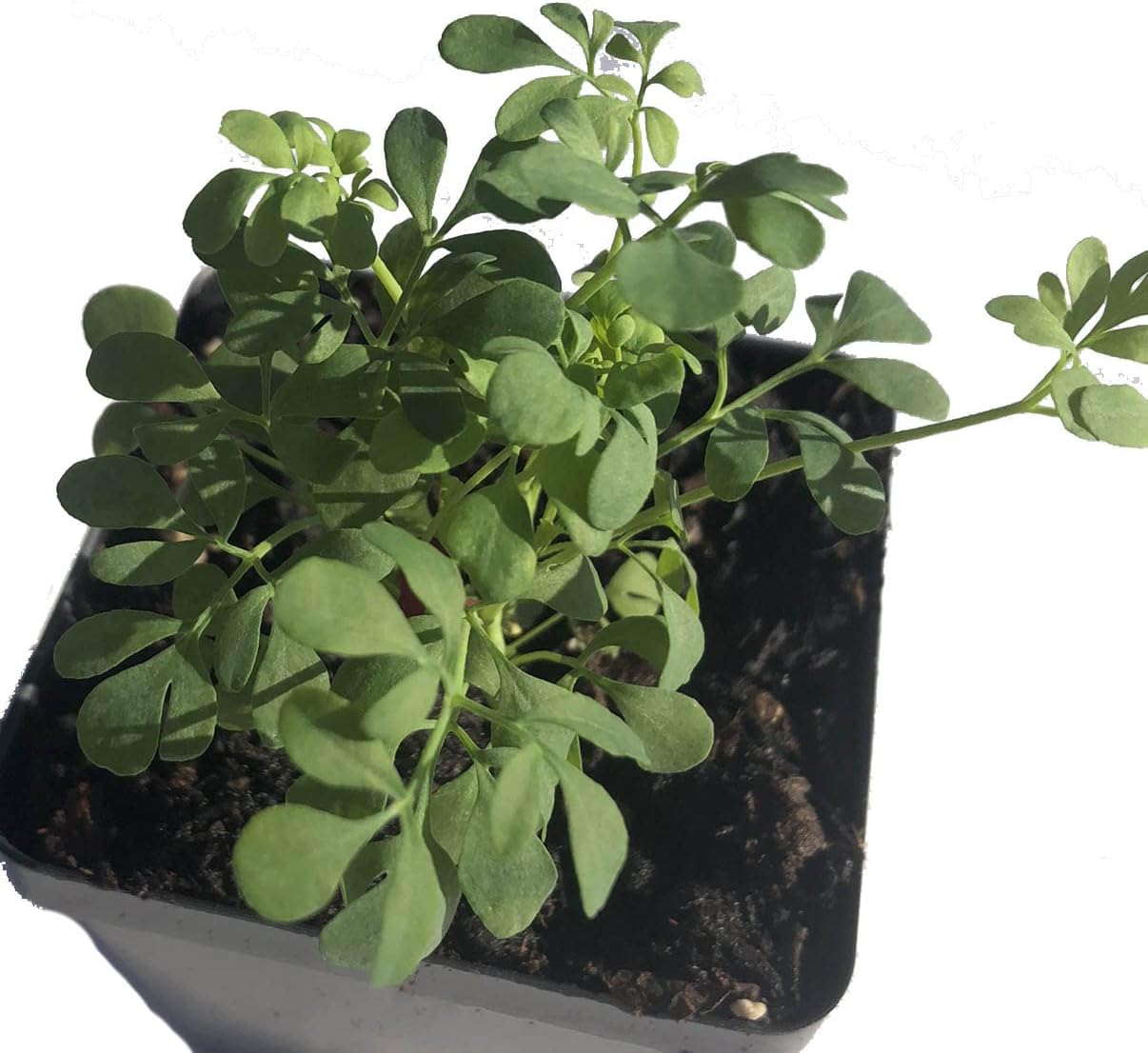 Organic Rue Seeds (Ruta graveolens) 100 Seeds (0.2 Grams) - Common Rue, Garden Rue, German Rue, Herb-of-Grace, Herbe à la Belle-Fille, Herbe de Grâce by Smoke Camp Crafts