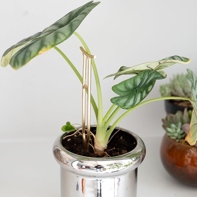 3PCS Plant Support Stakes – Durable Gold Metal Supports for Monstera, Philodendron & More - Ideal Trellis Structures for Indoor & Outdoor Gardening - Perfect for Small to Tall Plants