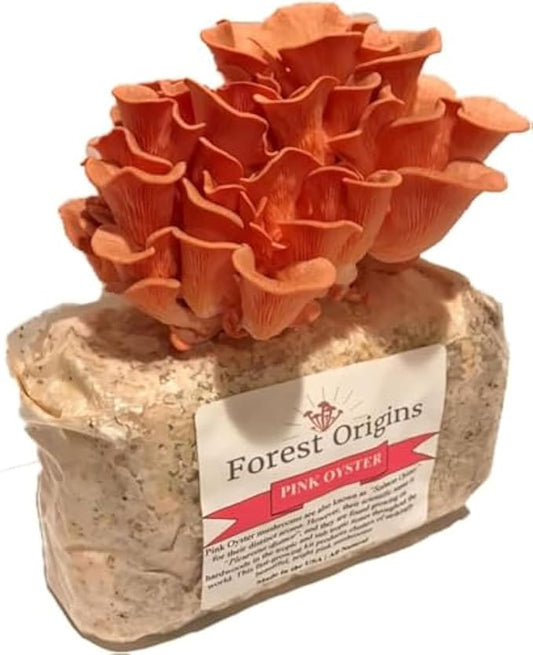 Pink Oyster Mushroom Grow Kit, Beginner Friendly & Easy to Use, Grows in 10 Days | Handmade in California, USA | Top Gardening Gift, Holiday Gift & Unique Gift