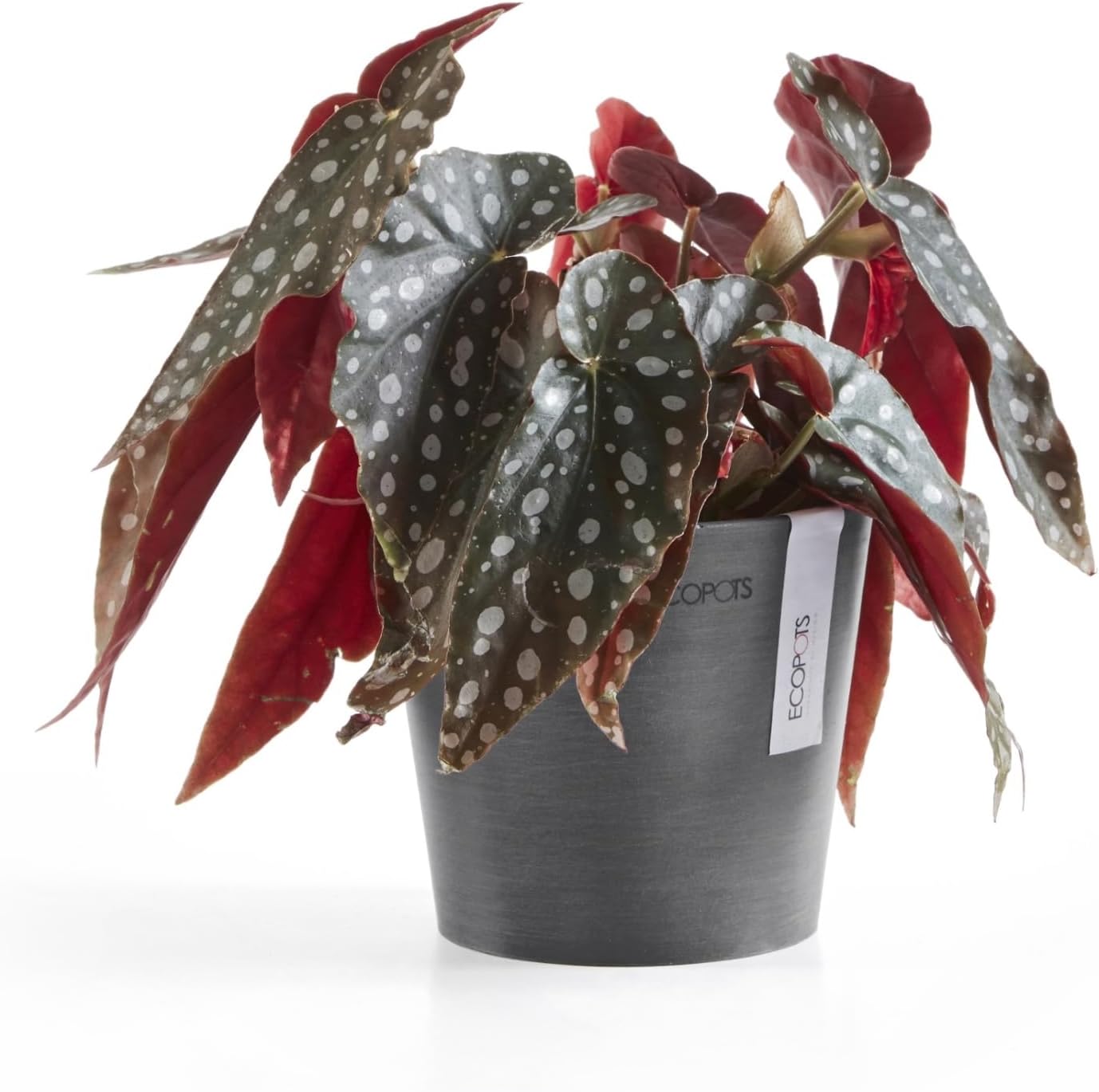 Ecopots Amsterdam Mini Durable Modern Round Recycled-Based Composite Flower Pot Planter, Grey, 5"