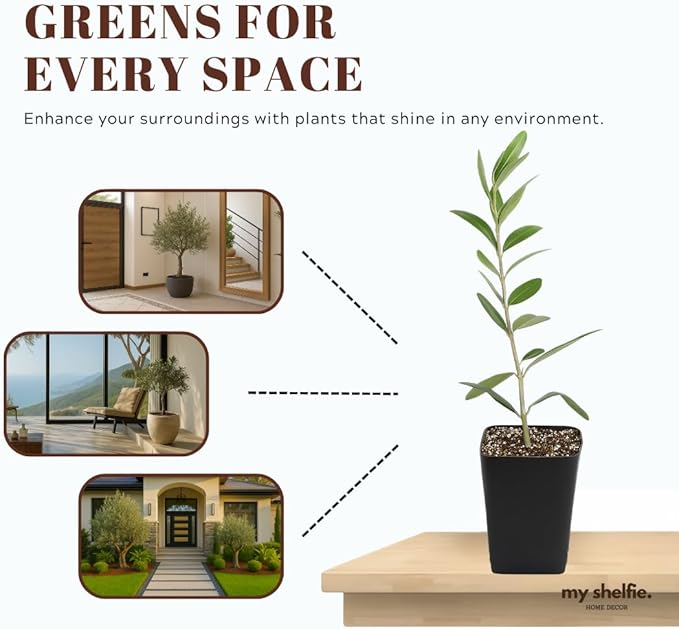 Dwarf Olive Tree Starter Plant, 2 Inch Pot, Indoor Outdoor Bonsai (1)
