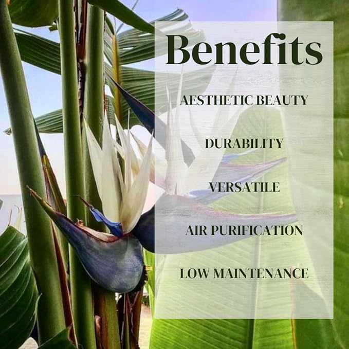 Bird of Paradise Plants Live (4-Pack), Strelitzia Plants with Perennial White Flowers, Indoor/Outdoor Plants, Exotic Tropical Decor, Not Artificial, 6-10" Height. 2" Pot