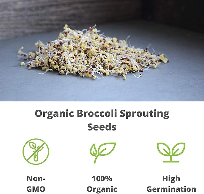 Handy Pantry Broccoli Sprouts Seeds Organic- 1 Lb - Non-GMO Organic Broccoli Seeds for Sprouting, Microgreens Sprouting Seeds, Contain Sulforaphane