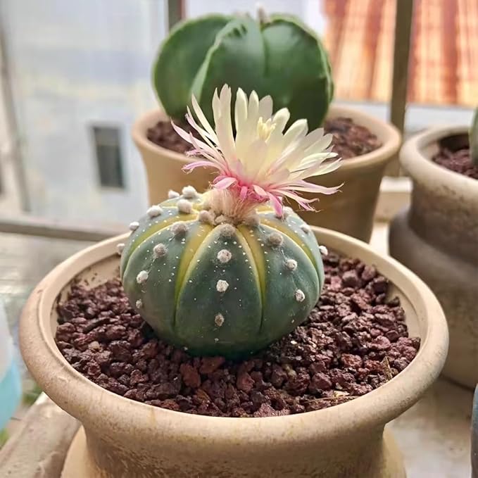 Red Horticultural Lava Rocks for Plants, 2lb Succulents Cactus Bonsai Soil Volcanic Rocks for Aquarium Outdoor Decorative Stones for Craft Projects, Vase Fillers