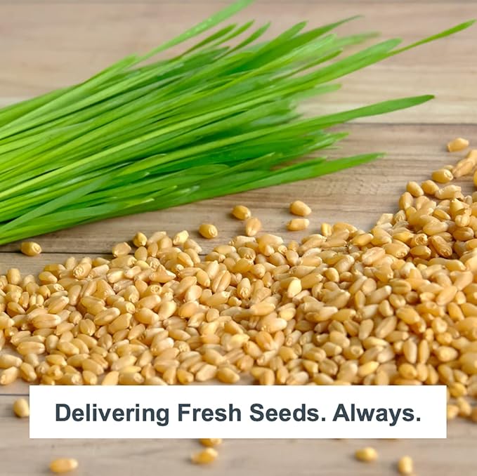 Organic Wheatgrass Self Watering Kit Refill Mats & Seeds for 5 Crops. (Refill Kits)