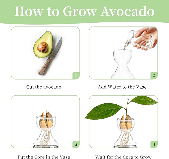 Glasseam Avocado Glass Bud Vase, Set of 6 Acorn Bulb Vase, Cute Clear Small Vases for Home Room Table Decor, Hydroponic Plant Propagation Jar for Flowers Stems Clippings