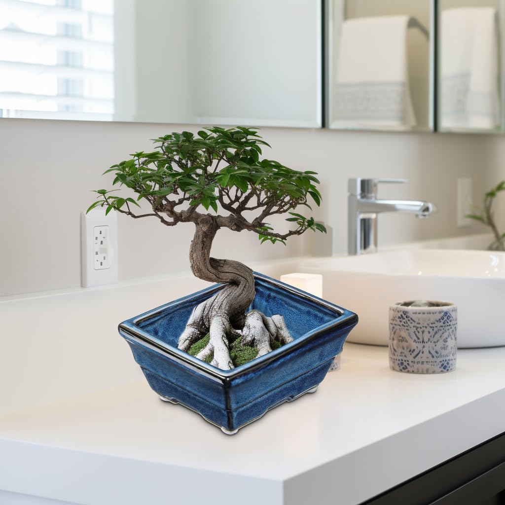 Blue Glazed Ceramic Bonsai Tree Pots with Drainage Hole, Set of 2 Rectangular Bonsai Pots Planters for Indoor & Outdoor Use, 8 Inch Shallow Bonzie Tree Pot for Succulents, Cacti, Orchids, Herbs
