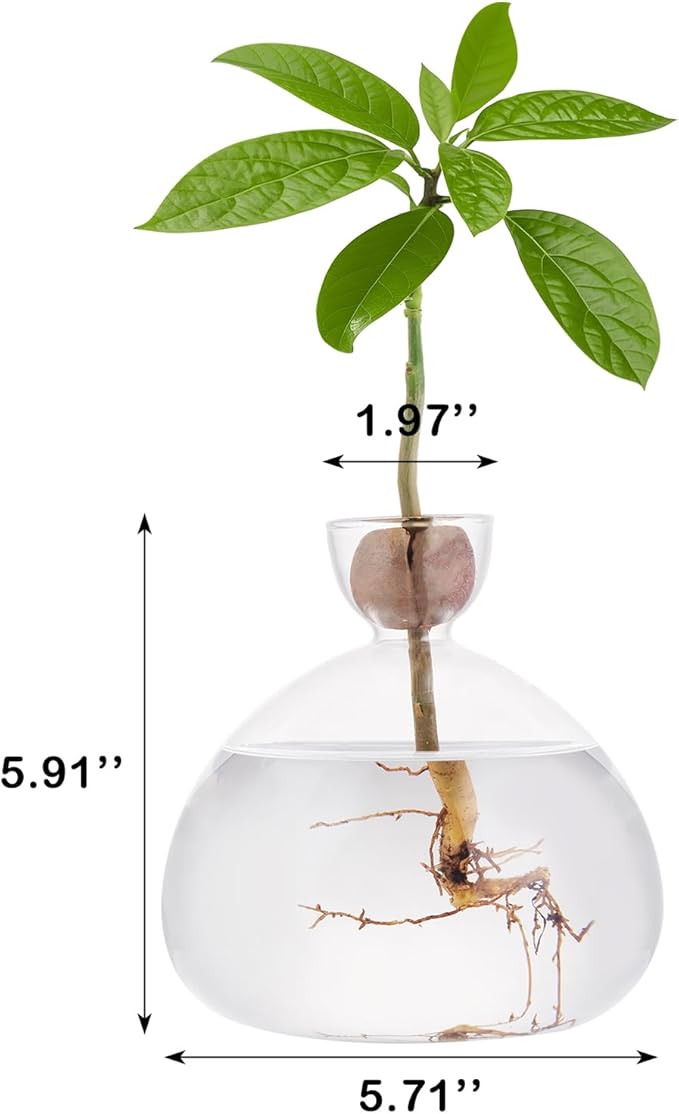 Avocado Seed Starter Vase Glass Planter for Hydroponic Plants Crystal Clear Grow Pots for Indoor Small Tree Growing Kit for Home Office Decoration
