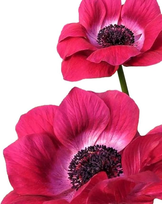 Easy to Grow Anemone Italian Mistral Magenta 10 Plant Bulbs - Magenta Pink Flowers in Spring, Full Sun Outdoor Zones 8-10
