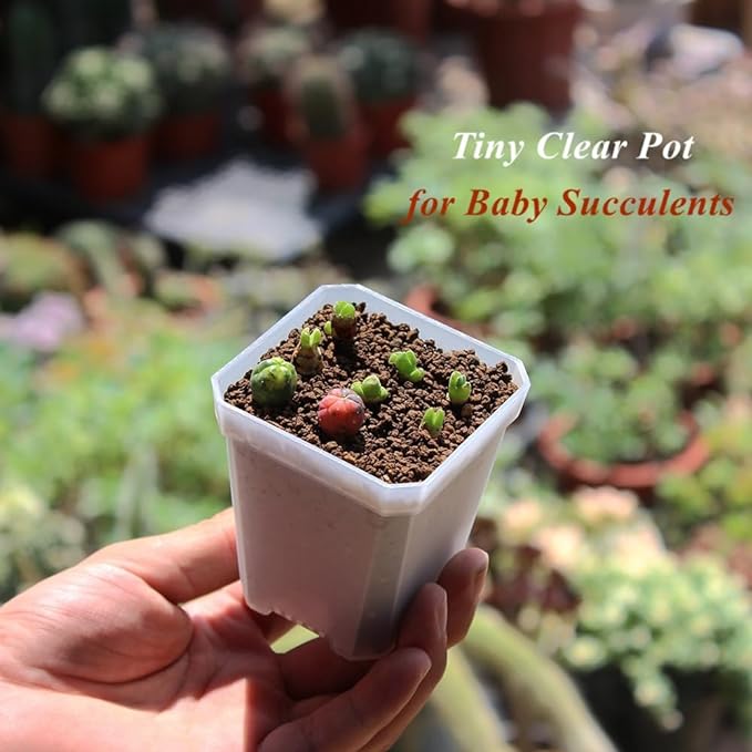 BangQiao 60 Pack Small 2.70 Inch Plastic Square Nursery Pot, Plant Starting and Transplant Planter Container with Drainage Hole for Seed Germination, Clear