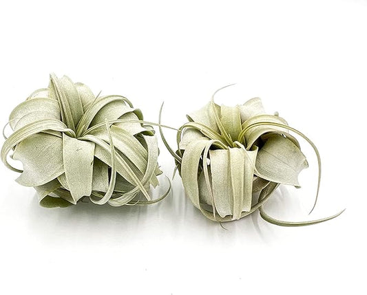 Air Plants - Tillandsia Xerographica, Small 2-3” - 2ct - Live Arrival Gauranteed - House Plants for Home Decor & Gift