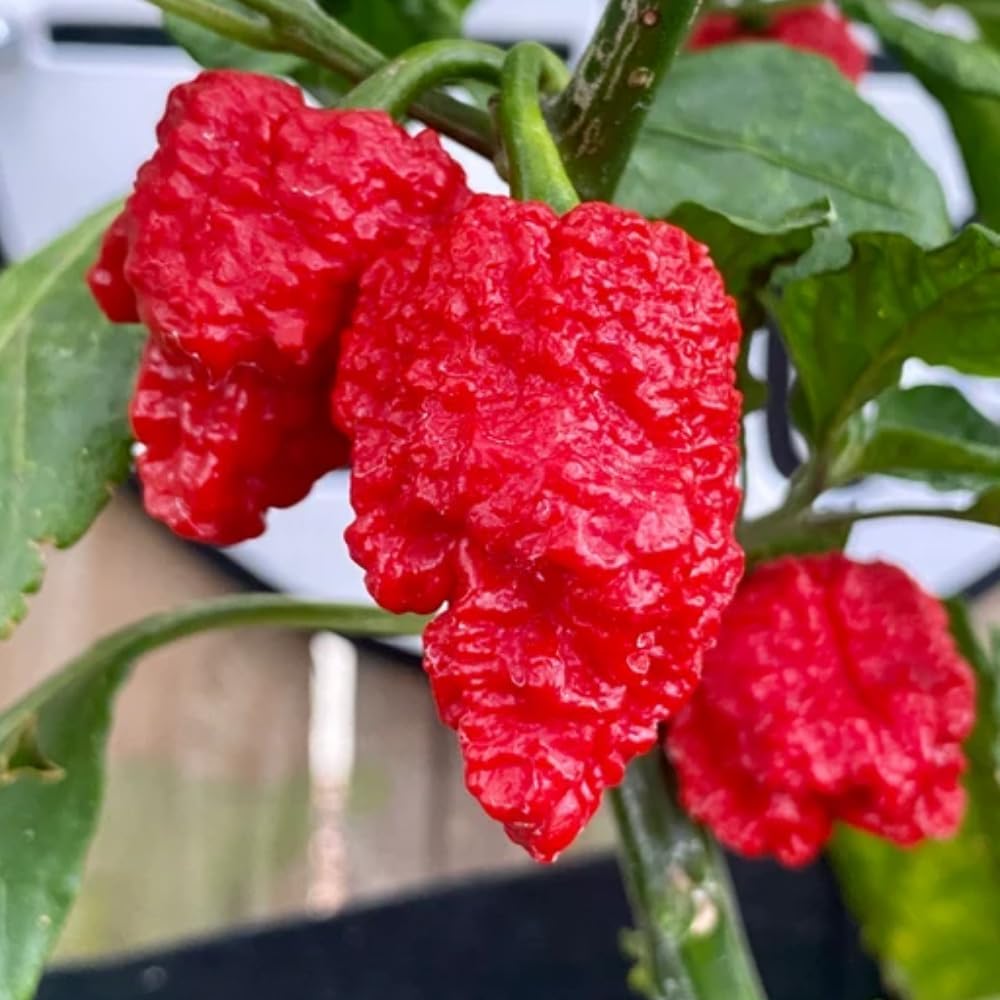 Pack 2 Pepper Plants, Hot Chili Pepper Live Plants for Growing, 80 Days Old Plants (Red Jolokia Ghost)