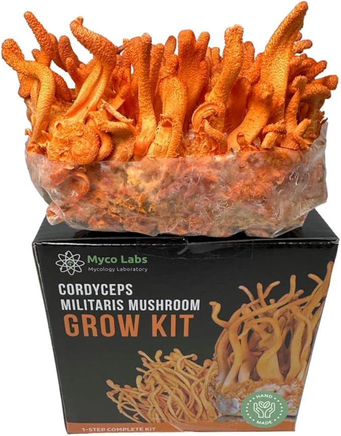 Cordyceps Militaris Mushroom Grow Kit | Large 2 Quart Spawn Bag Kit | Ready to Grow!